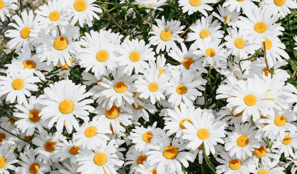 Learn about 5120x1440p 329 daisies backgrounds - Movie To News